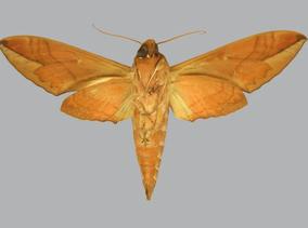 Eumorpha anchemolus, male, underside.
