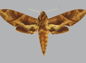 Eumorpha anchemolus, male, upperside.