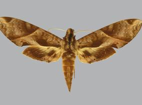 Eumorpha anchemolus, female, upperside. Venezuela, Merida