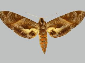 Eumorpha triangulum, female, upperside. Mexico, Veracruz, Huatuxco
