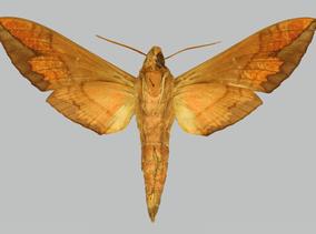 Eumorpha triangulum, male, underside. Mexico, Veracruz, Huatuxco