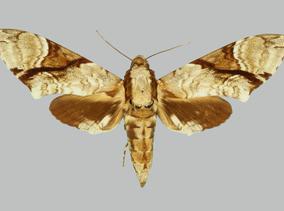 Megacorma obliqua obliqua, female, upperside. Philippines, Luzon