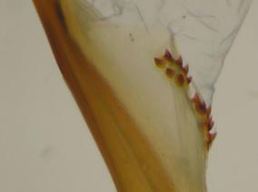 Pachylia ficus, aedeagus detail. Peru, Carabaya, S. Domingo