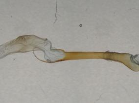 Perigonia stulta Herrich-Schaffer, phallus. Bolivia, Mapiri, San Augustin